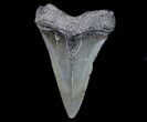 Fossil Mako Shark Tooth - Georgia #75058-1